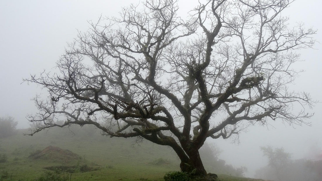 Embrace Norse Heritage with Exquisite Tree of Life Jewelry