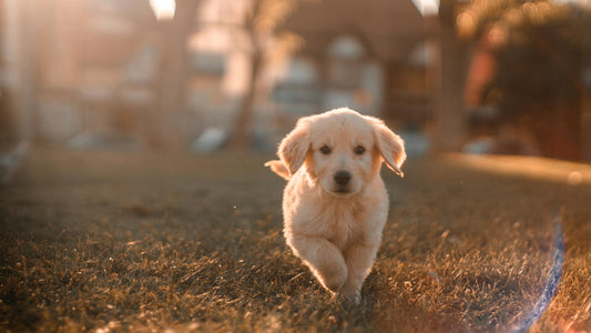 What the Rooster, Dog, and Pig Should Prepare for in the Year of the Snake: A Comprehensive Guide