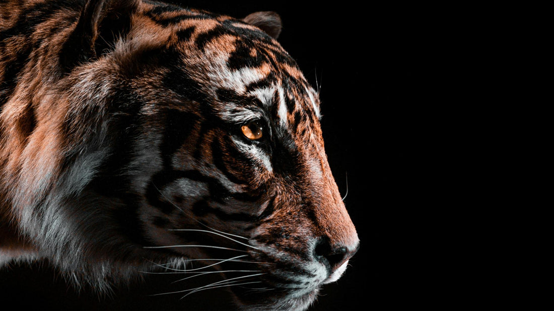 Why the Tiger Should Be Cautious Yet Ambitious in 2025: A Comprehensive Guide to Navigating the Year Ahead