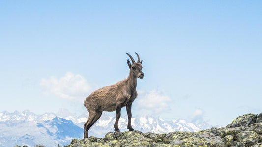 Why the Horse, Goat, and Monkey Will Need to Stay Focused in 2025: A Guide to Thriving in the Year Ahead