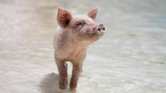 What Your Pig Needs to Wear in 2025: A Guide to Porcine Fashion & Wellbeing