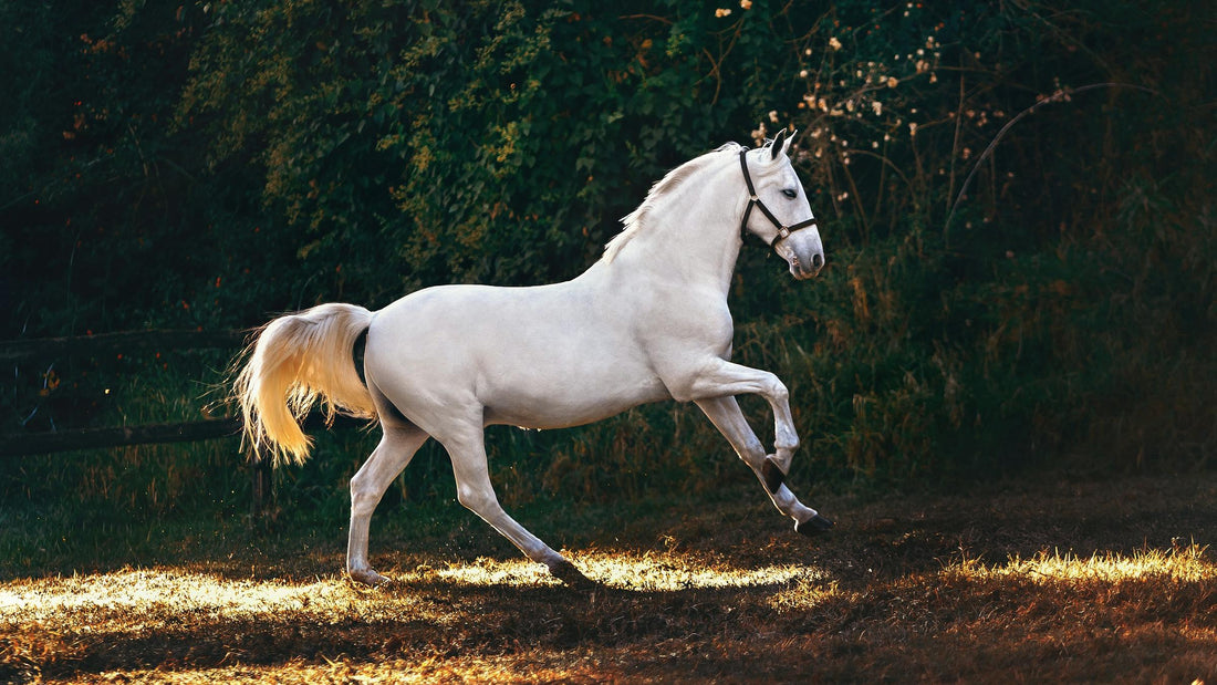 Why Your Horse Needs These Accessories to Boost Their Career (and Your Wealth) in 2025