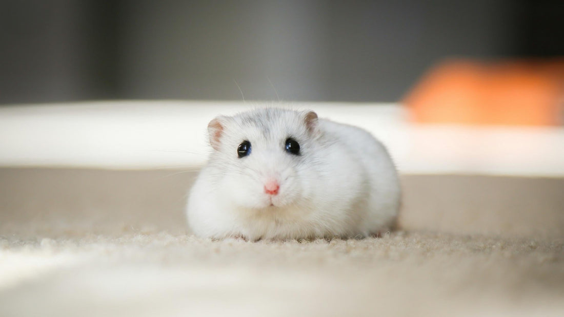 What Lucky Accessories Should the Rat Wear in the Year of the Snake 2025?