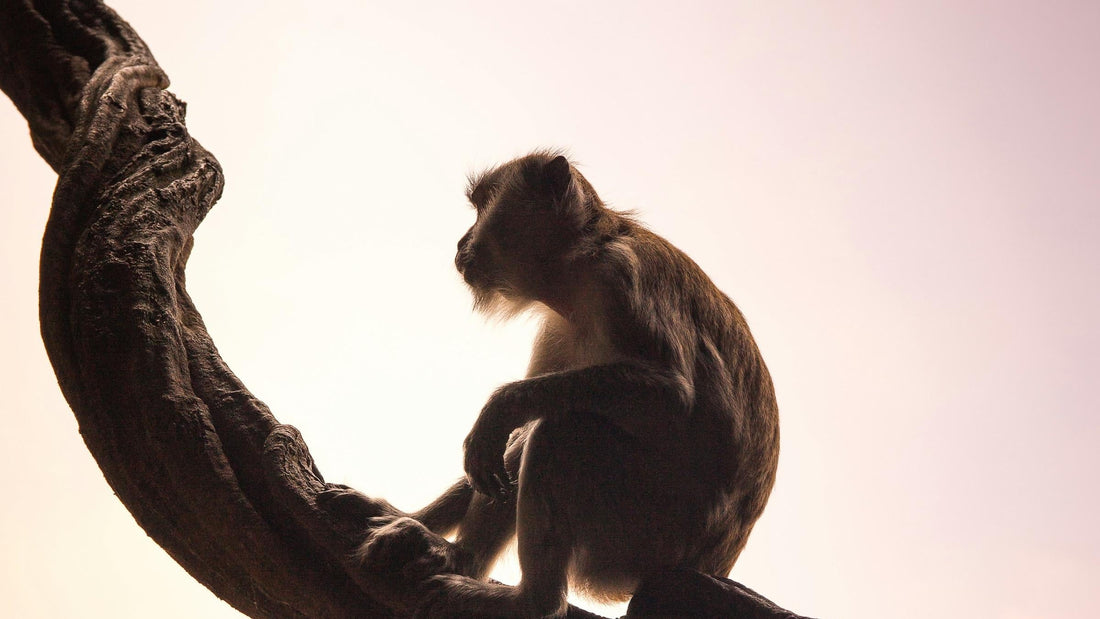 Why the Monkey Should Take Calculated Risks in 2025: A Guide to Strategic Advancement
