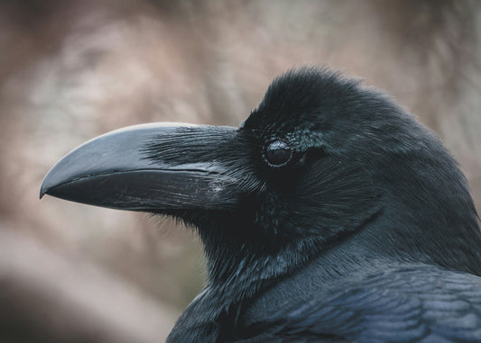 Odin’s Ravens: Huginn and Muninn