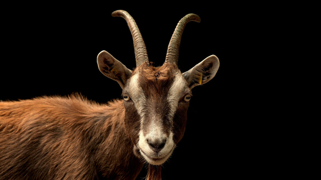 Why Goats Should Trust Their Instincts in 2025: A Comprehensive Guide to Goatly Self-Reliance