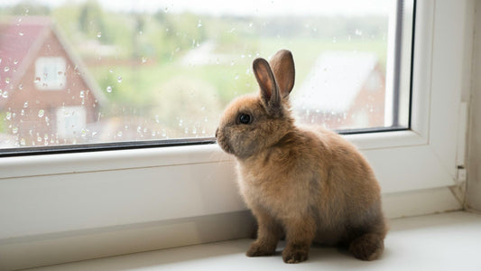 When the Rabbit Should Wear These Accessories to Enhance Luck in 2025: A Guide to Feng Shui and Charm