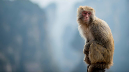 When the Monkey Should Wear These Lucky Accessories for a Smooth 2025: A Comprehensive Guide