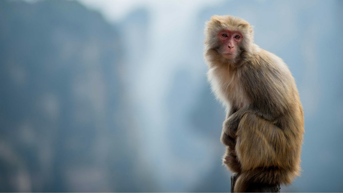 When the Monkey Should Wear These Lucky Accessories for a Smooth 2025: A Comprehensive Guide