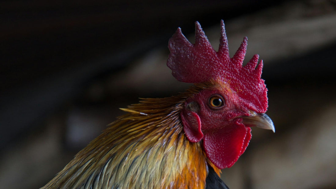 How the Rooster Can Enhance Their Fortune with the Right Accessories in 2025