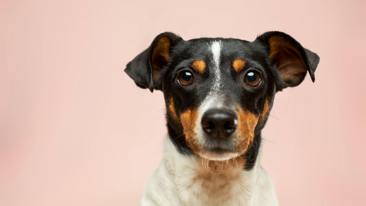 Why Your Dog Needs These Accessories to Conquer Obstacles in the Year of the Snake